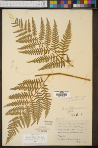 Pteridium aquilinum var. latiusculum image