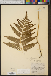 Pteridium aquilinum var. latiusculum image