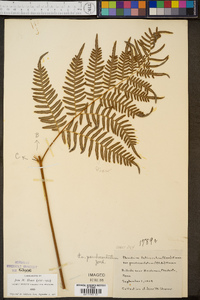 Pteridium aquilinum subsp. pseudocaudatum image