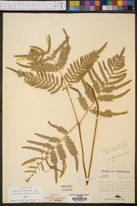 Pteridium aquilinum subsp. pseudocaudatum image