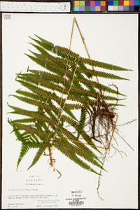 Thelypteris kunthii image