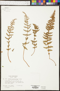 Woodsia appalachiana image