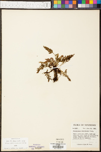 Vandenboschia boschiana image