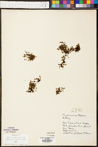 Trichomanes petersii image