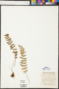 Woodsia scopulina image