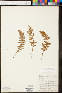 Woodsia scopulina image