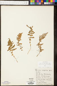 Woodsia scopulina image