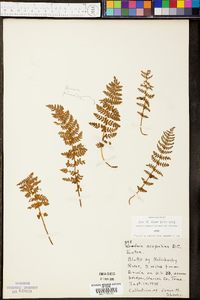 Woodsia scopulina image