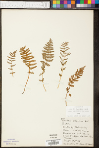 Woodsia scopulina image