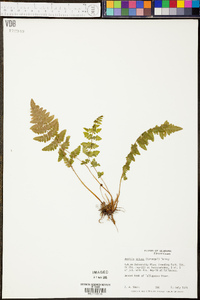 Woodsia obtusa subsp. obtusa image