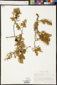 Chamaecyparis thyoides image