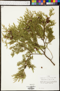 Chamaecyparis thyoides image