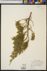 Juniperus silicicola image