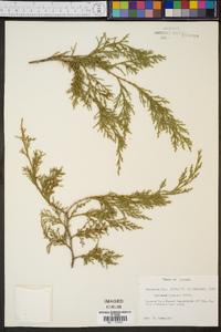 Juniperus lucayana image