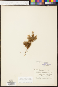 Chamaecyparis thyoides image