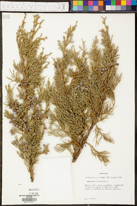 Chamaecyparis thyoides image