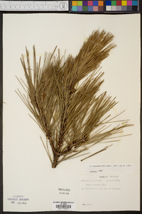 Pinus echinata image