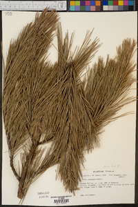 Pinus echinata image