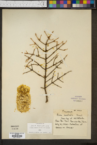 Image of Picea australis