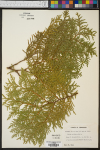 Thuja occidentalis image