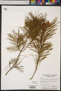 Pinus clausa image