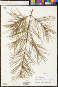 Pinus taeda image