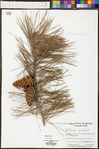 Pinus glabra image