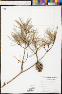 Pinus glabra image