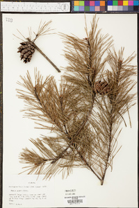 Pinus glabra image