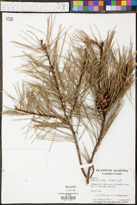 Pinus glabra image