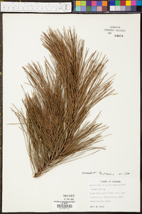 Pinus echinata image