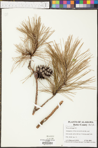 Pinus echinata image