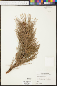 Pinus echinata image