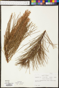 Pinus echinata image