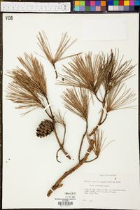 Pinus echinata image