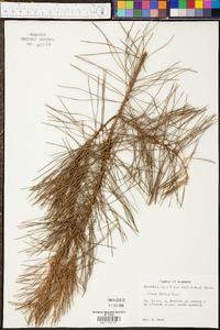 Pinus glabra image