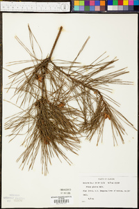 Pinus glabra image