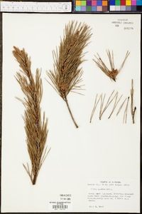 Pinus taeda image