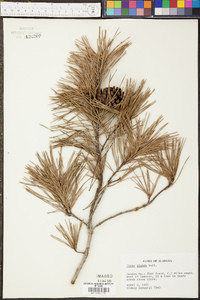 Pinus glabra image