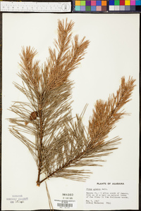 Pinus taeda image