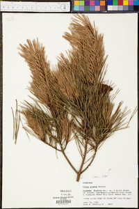 Pinus glabra image