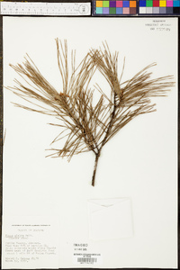 Pinus glabra image