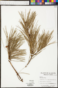 Pinus taeda image