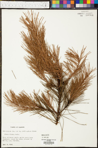 Pinus glabra image