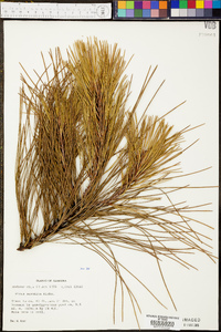 Pinus serotina image