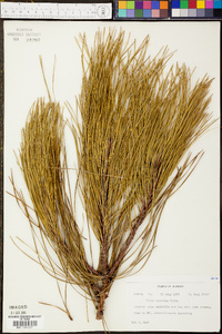 Pinus serotina image