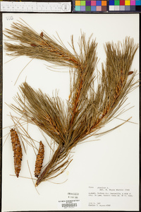 Pinus serotina image