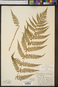 Thelypteris marginalis image