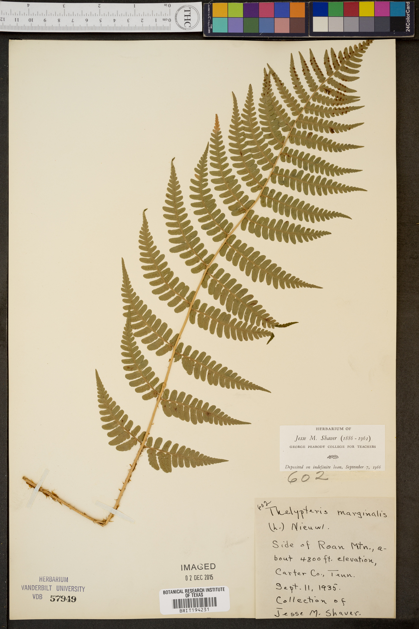 Thelypteris marginalis image