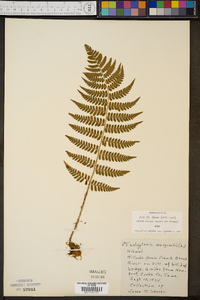 Thelypteris marginalis image